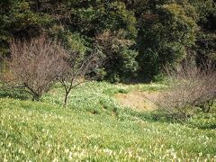 特にこの山頂間近の休耕田かな？
水仙の草原とでもいうべきか。
早咲きの桜がピンクに色付き始め
たらどんなにいいだろう。

江月山頂から赤伏方面へ10分も下ると
この場所に出るのでおススメです。


