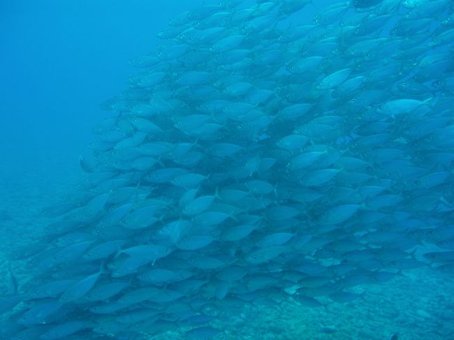 ラウラウビーチでメアジの群れとアオウミガメが見れたのはびっくり!!