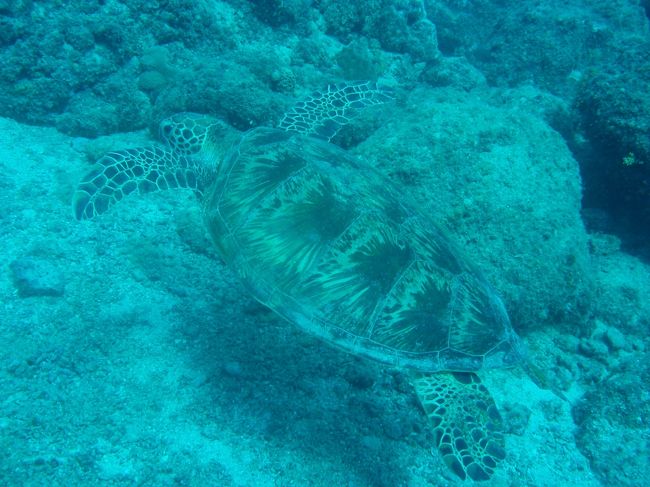 サイパンはカメ天国!!