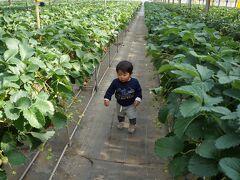 朝、韮山の毎年お世話になっている秋田農園さんでイチゴ狩りです。