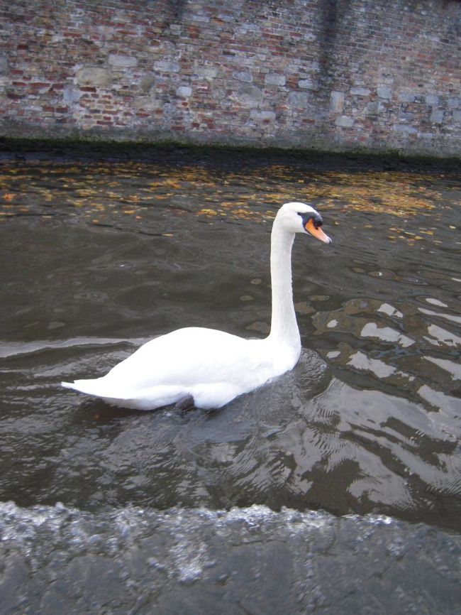 白鳥もたくさんいました♪<br /><br />あとから知ったが…この白鳥がいるところが愛の湖公園？だったらしい。