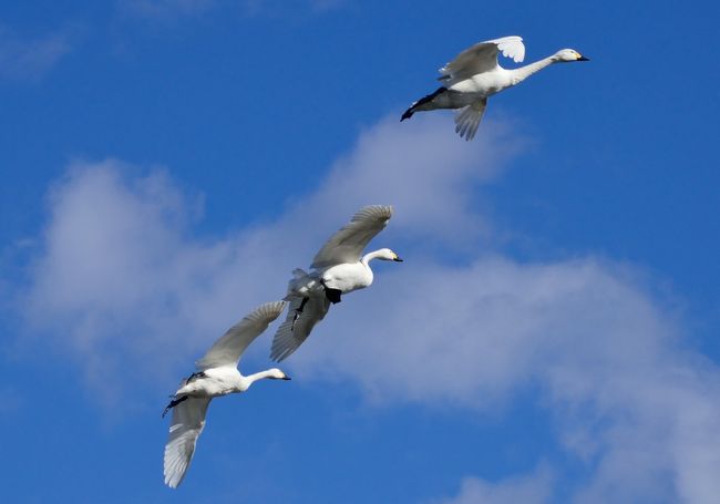 栃木県北の白鳥の湖 羽田沼で水鳥ウォッチング 大田原 黒羽 那珂川 栃木県 の旅行記 ブログ By 玄白さん フォートラベル 栃木県北の白鳥の湖 羽田沼で水鳥ウォッチング 大田原 黒羽 那珂川 栃木県 の旅行記 ブログ By 玄白さん フォートラベル