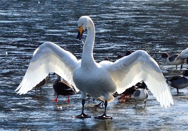 栃木県北の白鳥の湖 羽田沼で水鳥ウォッチング 大田原 黒羽 那珂川 栃木県 の旅行記 ブログ By 玄白さん フォートラベル 栃木県北の白鳥の湖 羽田沼で水鳥ウォッチング 大田原 黒羽 那珂川 栃木県 の旅行記 ブログ By 玄白さん フォートラベル