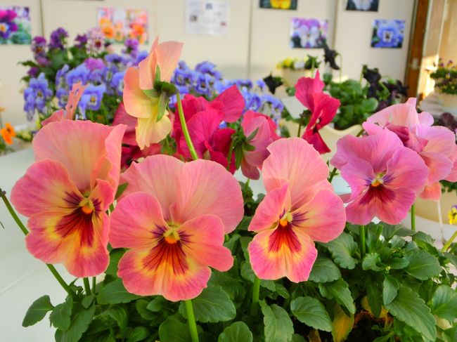 冬の花 春の花 パンジー ビオラ展 大船フラワーセンター 鎌倉 神奈川県 の旅行記 ブログ By あんみつ姫さん フォートラベル