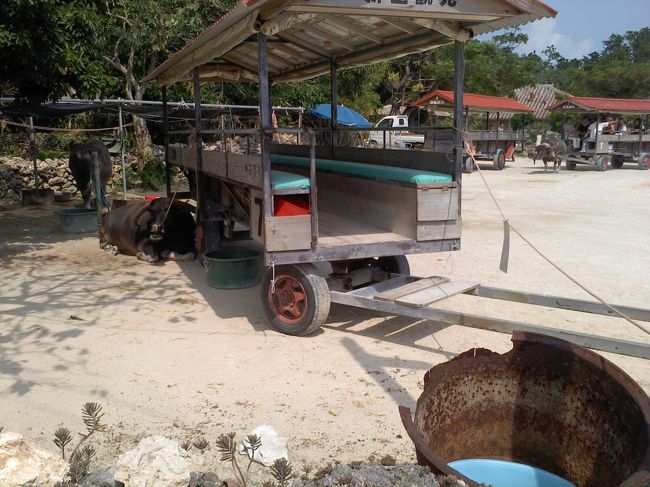 竹富島観光牛舎<br />