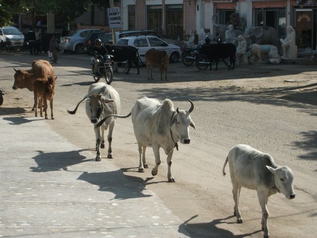 ツアーにはお決まりの観光者用の土産屋に立ち寄る。<br />買いたいものもないので外で向かい側を眺めていると、一列に牛が歩いてくる。