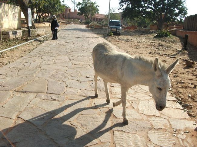 Nahargarh要塞<br />ロバが散歩中。