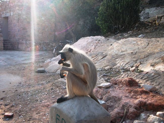 アンベール城への駐車場近くに白いサルがみかんを食べていた。<br />初めてこの種のサルを見た。<br /><br />