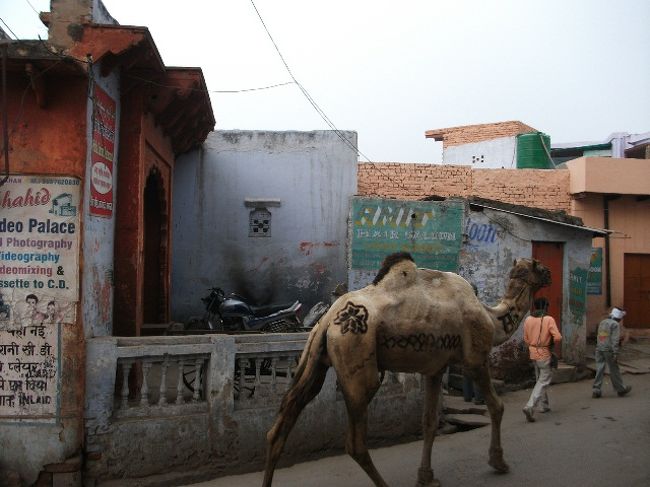 アグラ<br />タージ・マハル近くのゲストハウスへ戻るとき、ラクダが飼い主と移動中。