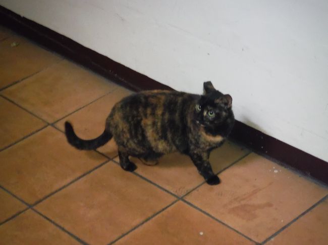 ネコちゃん、おはよう☆<br /><br />現在、朝の５時５０分。<br />僕たち４人が向かった先は・・・・