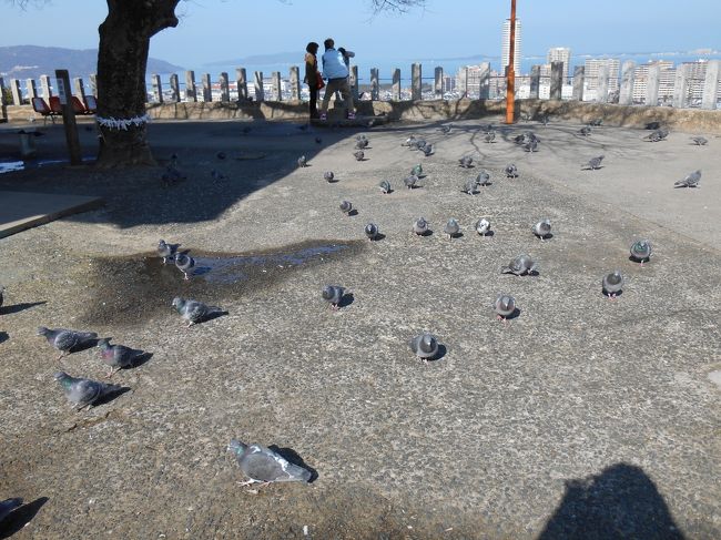 本当に鳩がたくさんいました。<br />集団で飛んでくるので凄く怖かったです(笑)