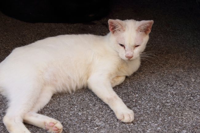 ＊川平湾のぬこ＊