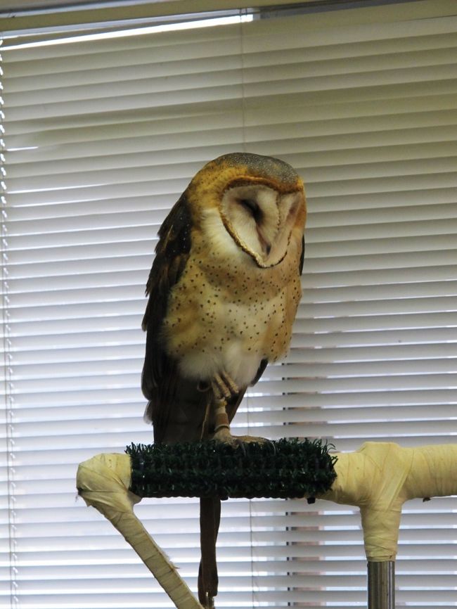 そして、事務所のなかにはメンフクロウ（Barn Owl）が座っていて、びっくり。<br />このような教育用の猛禽類は、事故などで頭や翼が傷つき自然界に戻れなくなった鳥たちです。<br />このフクロウも怪我をして、もう飛べません。