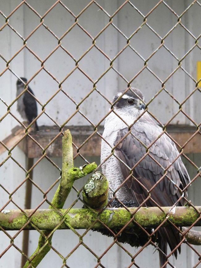 オオタカ（Northern Goshawk）。<br />手前の大きい方がメスです。<br />タカやハヤブサは狩猟の銃器による翼の怪我で運ばれてくることが多いそうです。
