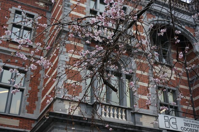 散策していると・・・「桜？？」