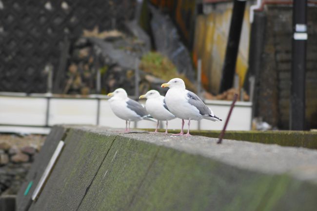 カモメさん？いまいち種類がわかっていません。<br /><br />セグロカモメ（背黒鴎）のようです。潮来メジロさんいつもありがとうございます。