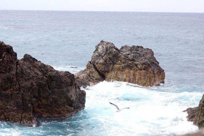 ウミネコさんかな？気持ちよさげに飛んでいます。