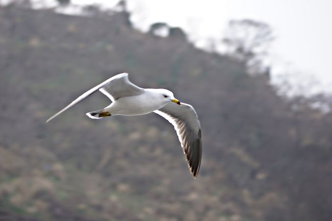 ウミネコさん<br /><br />