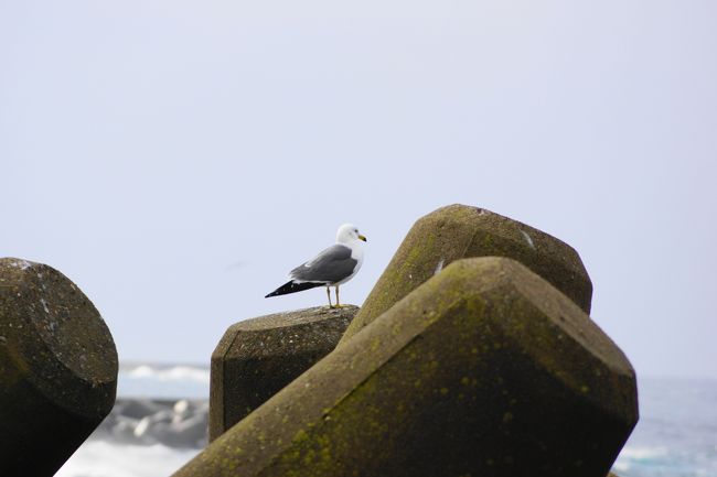 ウミネコさん、海を見つめて何思う？