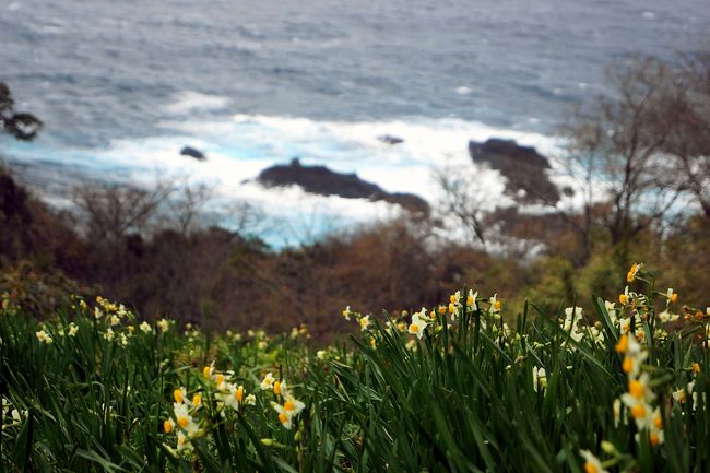 自然文学資料館の横から見た海岸<br /><br />越前海岸は日本海側で、日本水仙が唯 一自生しているところだそうです。<br />厳しい海岸沿いの斜面にたくさん水仙が咲いています。<br /><br />国道沿いの斜面をみると、本当にずっとつながっているのじゃないかと思うくらいです。<br />