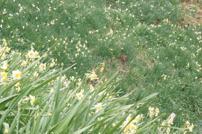 水仙は５割程度の開花状況のようです。<br /><br />今年は満開の時期が、予想困難のようです。