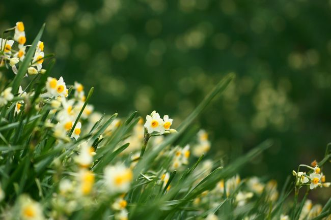 まわりの斜面がすべて水仙です。<br /><br />風が強くて、飛ばされそうです。