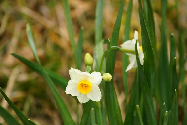 越前岬水仙ランド<br /><br />水仙は、ヒガンバナ科です。毒性があります。花が咲いていれば、間違えることもないと思いますが、葉がニラとよく似ているので、間違って食べてしまうこともあるようです。<br />鱗茎を浅葱（あさつき）と間違えて食べ死亡した例があるそうです。