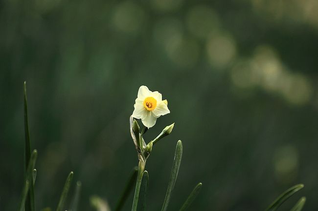 越前岬水仙ランド
