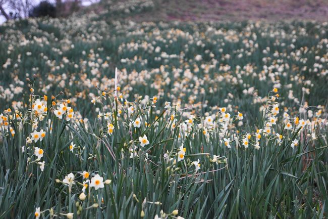 越前岬水仙ランド<br /><br />たくさん咲いていますよ。<br /><br />日本海からの塩分を含む強風が吹きつける場所で、おまけに雪も積もると思いますが、そんな環境で力強く咲く様子に、元気をもらえます。<br /><br />水仙の群生は関西方面では、淡路島が有名です。