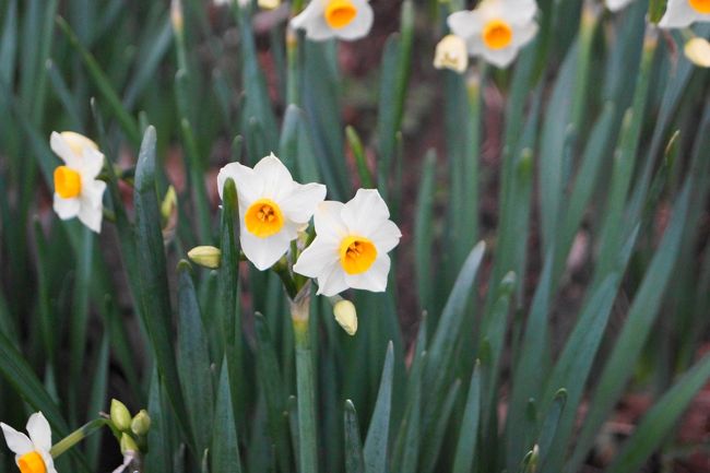 越前岬水仙ランド