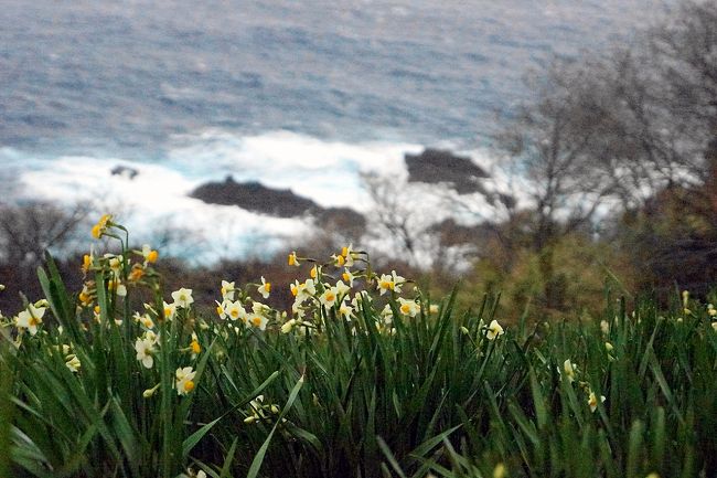 越前岬水仙ランド