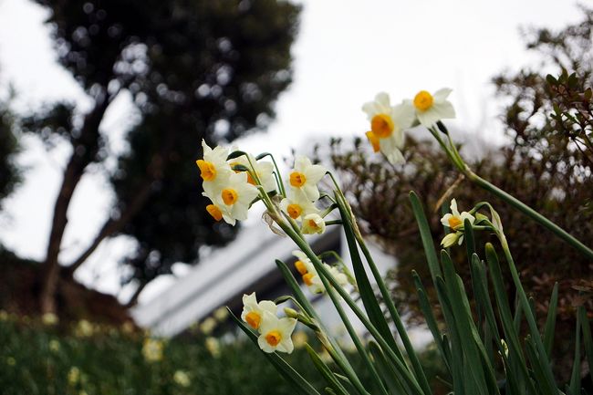 後ろは、自然文学資料館です。<br /><br />全部巡るのは無理ぐらい、歩経路があちらこちらにあります。<br /><br />風がもう少しなければ、ユックリとまわったと思います。<br />