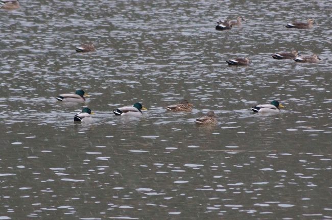 カモさんがたくさん休んでいました。<br />マガモ（真鴨）とカルガモ（軽鴨）です。こちらも潮来メジロさんに教えていただきました。<br /><br />近くまで寄るとスィーと離れていきます。<br />結構距離は保っていたつもりですが、川の真ん中の方に逃げていきました。<br /><br />雪が降り、霰のようなものも吹き付けることもありましたが、帰り道も大丈夫で、比較的早く帰って来れました。<br />２月２日には、またバカなドライブをやってしまいました。<br />