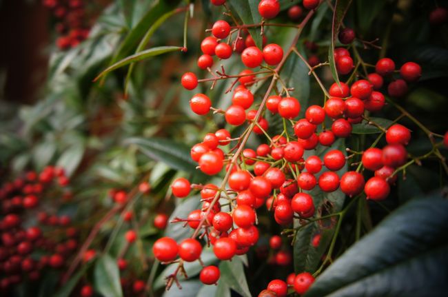 南天？がきれいです。