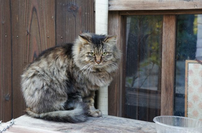 哲学の道に猫が沢山いました。