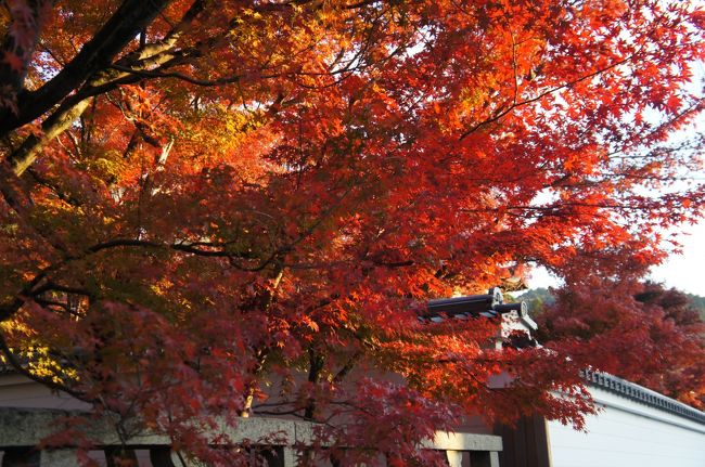 紅葉も落ちてしまっているかと思ったらちょうど見ごろでした。