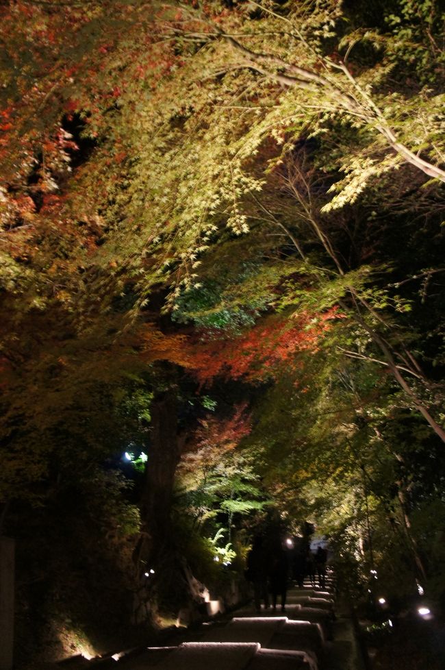 参道も幻想的でした。