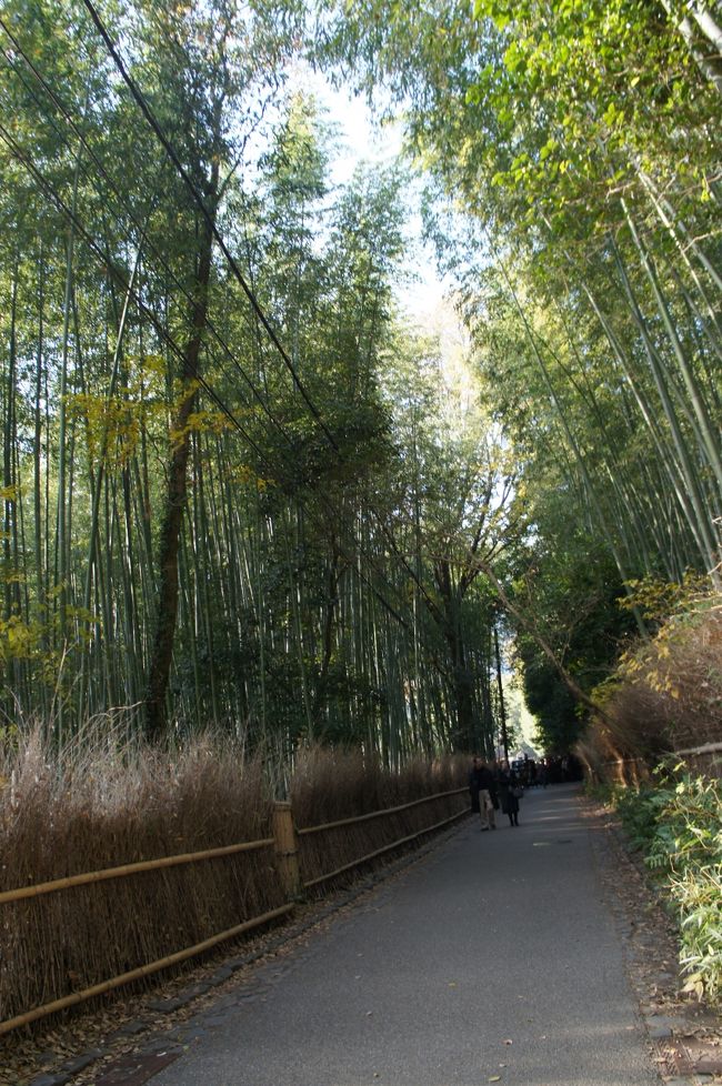 竹林を通り抜けて・・