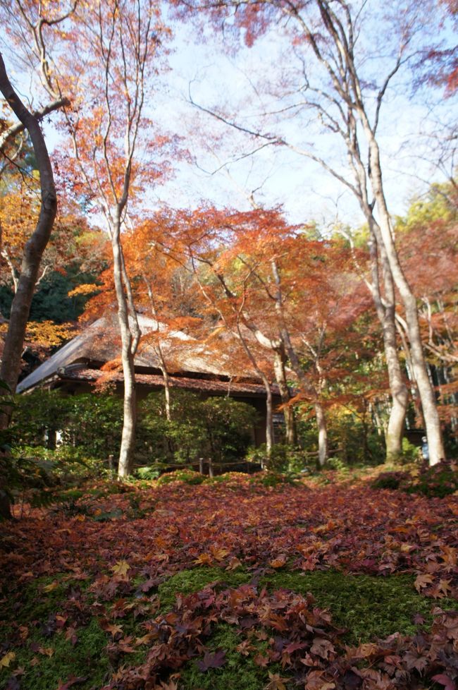 次は祇王寺。<br />人も少なく、静かで落ち着きます。