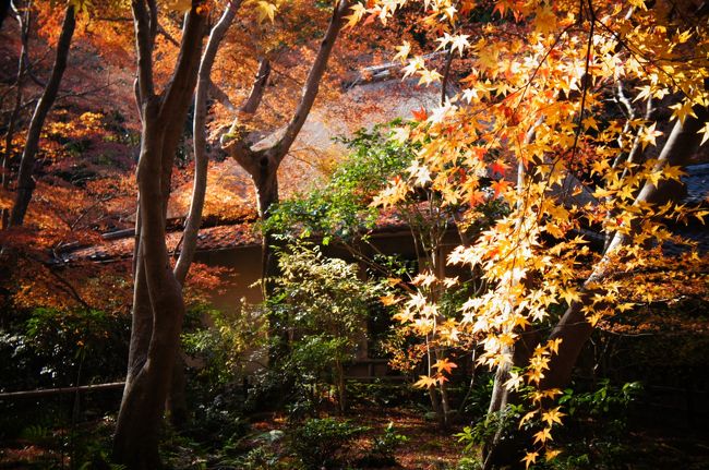 のんびり紅葉を眺めながらボーっとします。<br />しかし、残念なのが昔より商売っ気が強くなっていること。<br />お寺をでると誘導路？みたいのが作られていてお土産屋さんに直行するようになっていたのにちょっと引きました・・・。