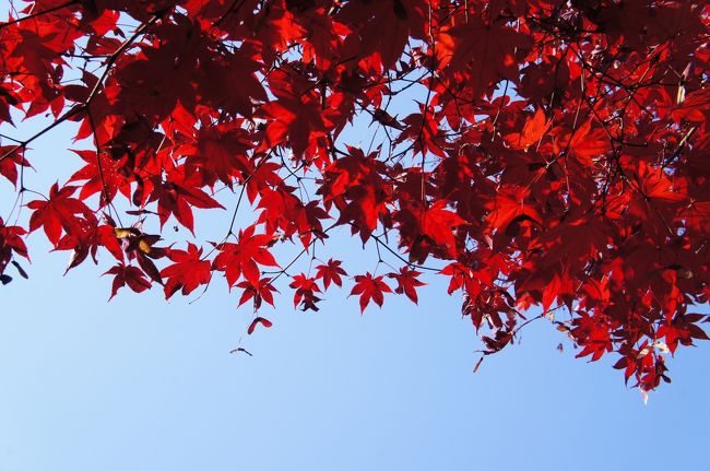 化野念仏寺の紅葉が一番鮮やかで美しかったです。