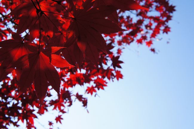 深紅の葉と青空のコントラストが綺麗でした。