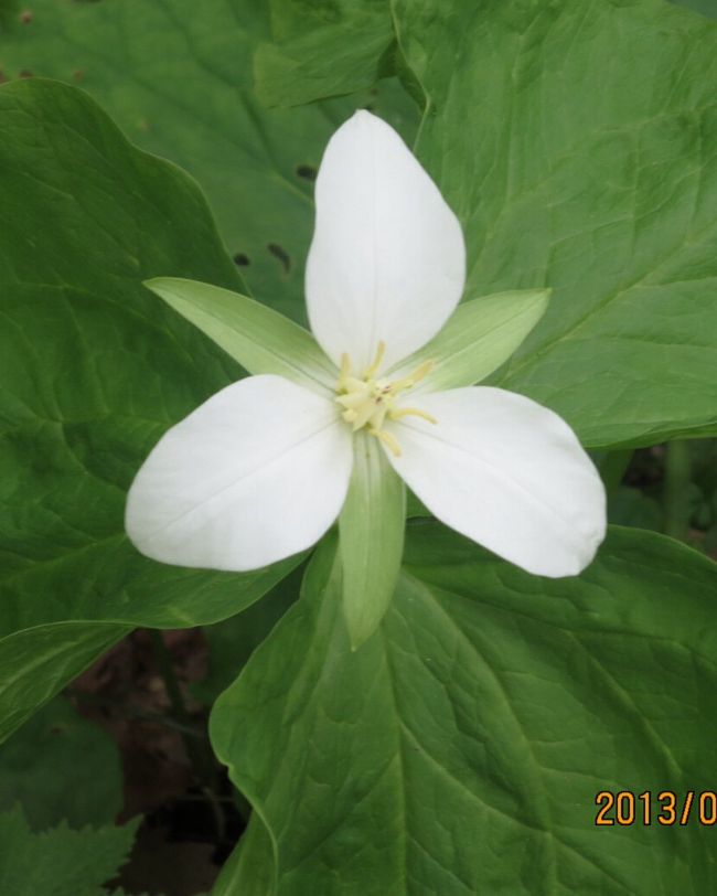 植物園に咲く延齢草。