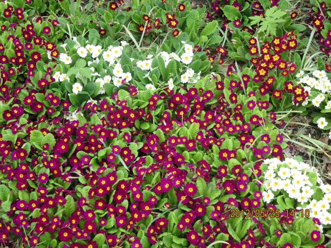 スミレ群？？？？