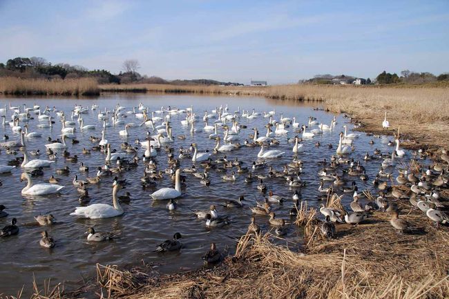 水面を力強く駆けて優雅に飛ぶ白鳥 菅生沼の白鳥 常総 坂東 茨城県 の旅行記 ブログ By てぃさん フォートラベル 水面を力強く駆けて優雅に飛ぶ白鳥 菅生沼の白鳥 常総 坂東 茨城県 の旅行記 ブログ By てぃさん フォートラベル
