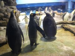 しものせき水族館「海響館」ペンギンコーナー(屋内)