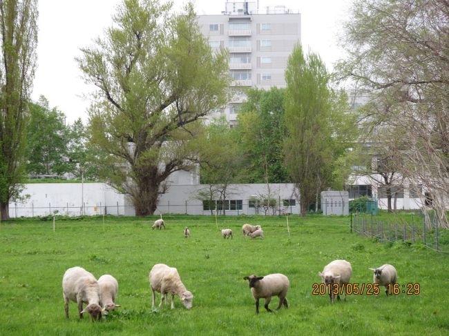 北大農場の一部。羊の群れ。