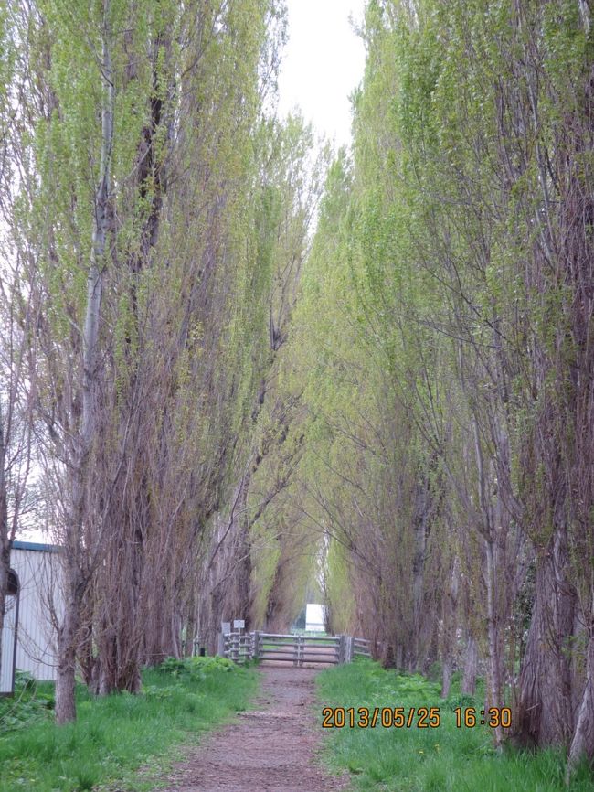 ポプラ並木。