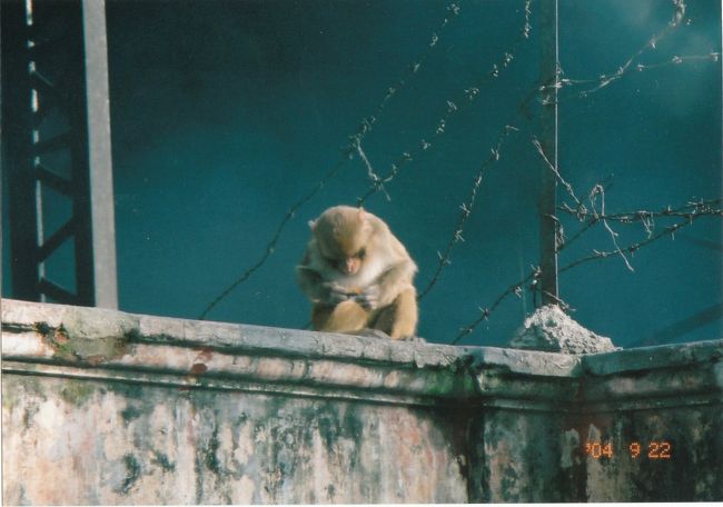 サル怖い・・。<br />狂犬病とか大丈夫なんでしょうか？