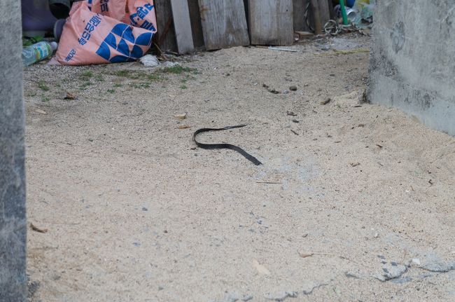 与論島じゃないよ 与路島 奄美 秘島紀行 奄美大島 鹿児島県 の旅行記 ブログ By Swalさん フォートラベル